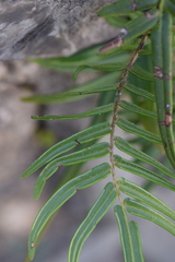 Pteris vittata