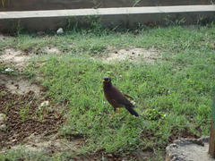 Acridotheres tristis