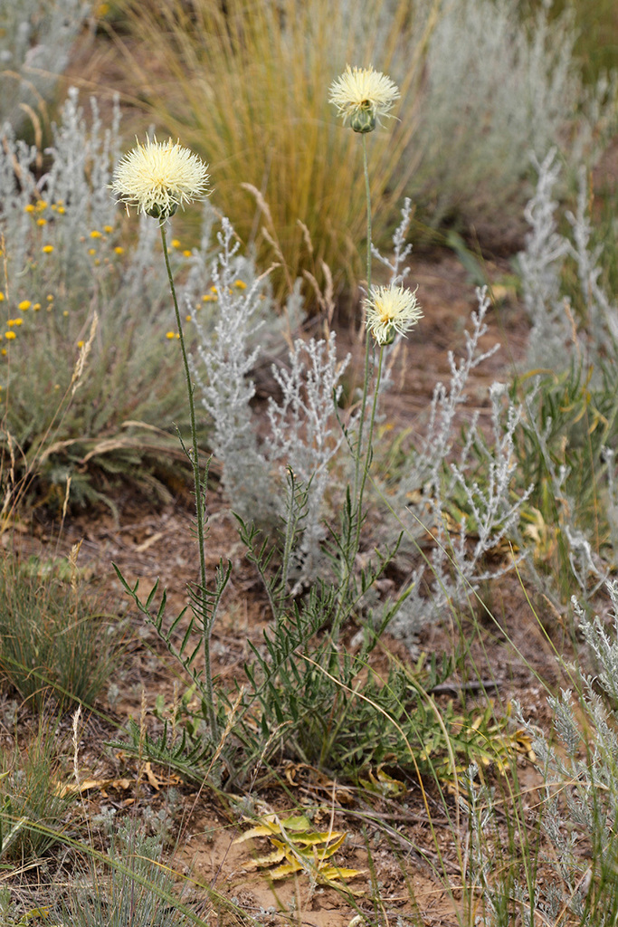 Rhaponticoides taliewii