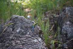 Sceloporus taeniocnemis