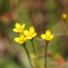 Yellow Centaury - Photo (c) Reiner Richter, some rights reserved (CC BY-NC-SA), uploaded by Reiner Richter