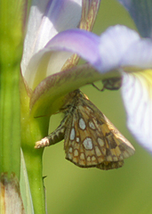Carterocephalus mandan