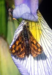 Carterocephalus mandan