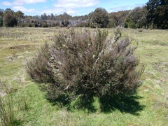 Pimelea pauciflora