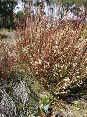 Leptomeria glomerata