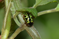 Calligrapha fulvipes