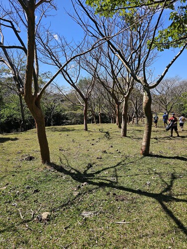 Bursera simaruba - Whole tree