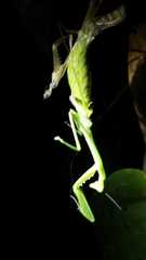 Stagmomantis theophila