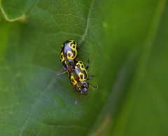 Zygogramma signatipennis