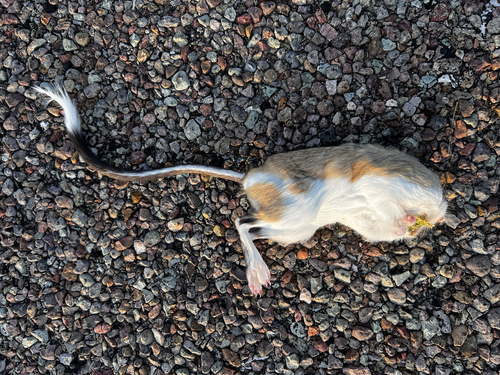 Banner-tailed Kangaroo Rat