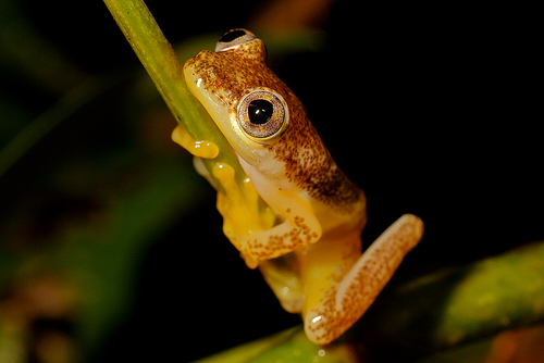 Betsileo Reed Frog