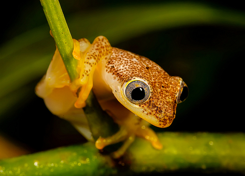Betsileo Reed Frog