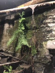 Polystichum munitum