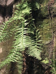 Polystichum munitum