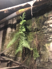 Polystichum munitum