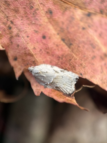 North American Black-headed Birch Leaffolder Moth photo 5