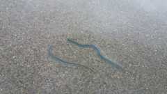 Phyllodocidae