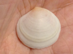 Semele proficua