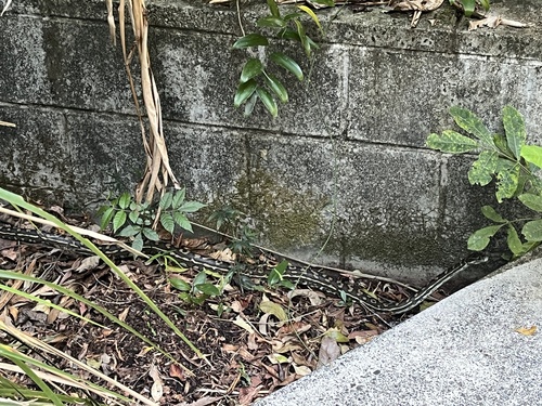 Coastal Carpet Python sighting