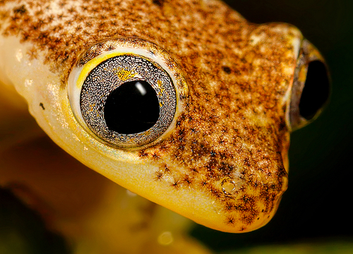 Betsileo Reed Frog