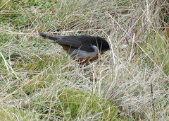 Diglossa brunneiventris