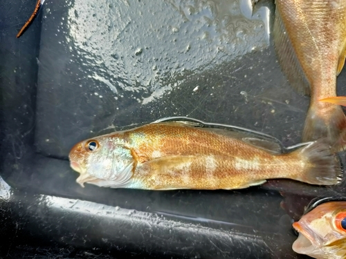 Bearded croaker (Johnius amblycephalus) — Sciaenidae — 5
