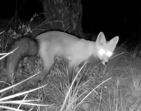 Red Fox photographed in Nebraska
