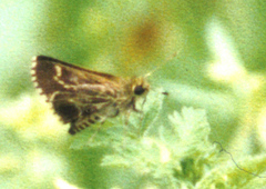 Amblyscirtes aesculapius