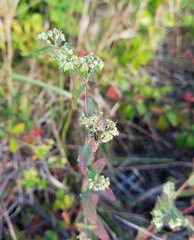 Euphorbia lasiocarpa image