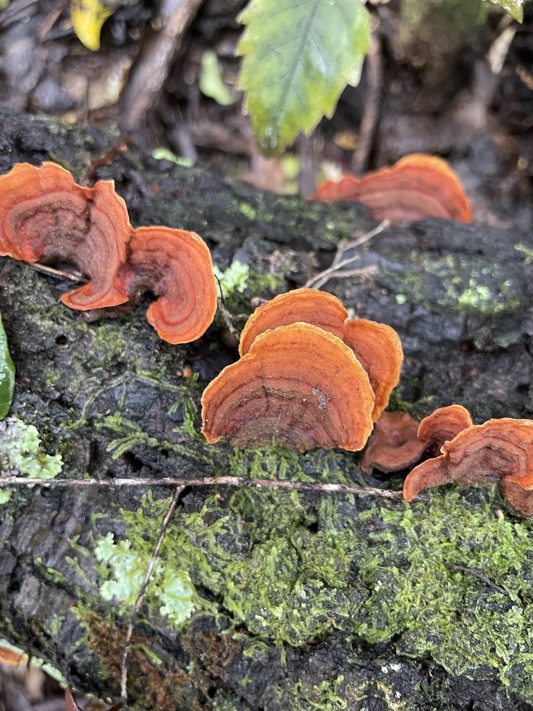Stereum ostrea · October 2025 · photo: © lisa_bennett (iNaturalist, cc-by)