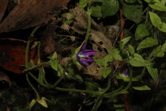 Campanula scutellata