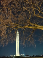 Aves