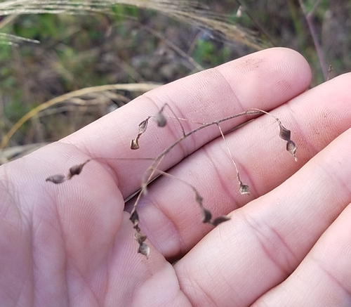 Desmodium tortuosum iNat (2)