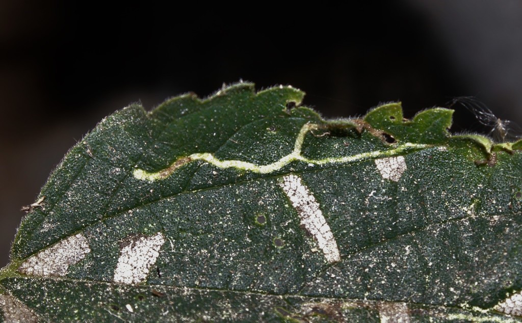 Agromyza trebinjensis