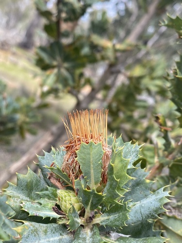 Parrot Bush