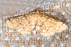 Anageshna primordialis