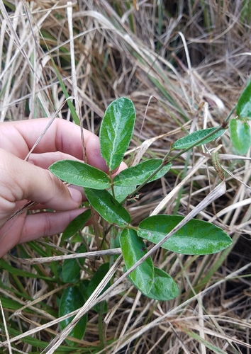 Desmodium incanum iNat (3)