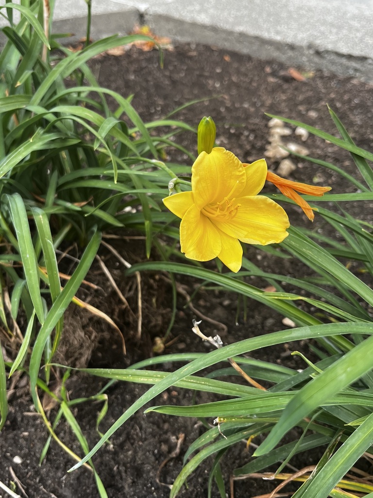 Hemerocallis