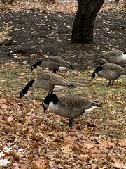 Branta canadensis
