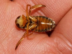 Corixa