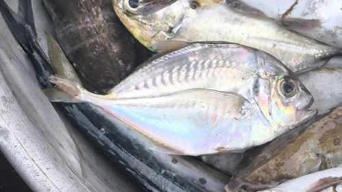 Malabar trevally (Carangoides malabaricus) — Carangidae — 4