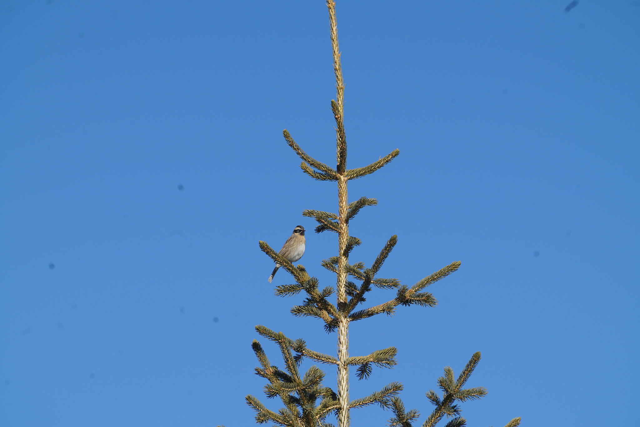 Black-throated Accentor