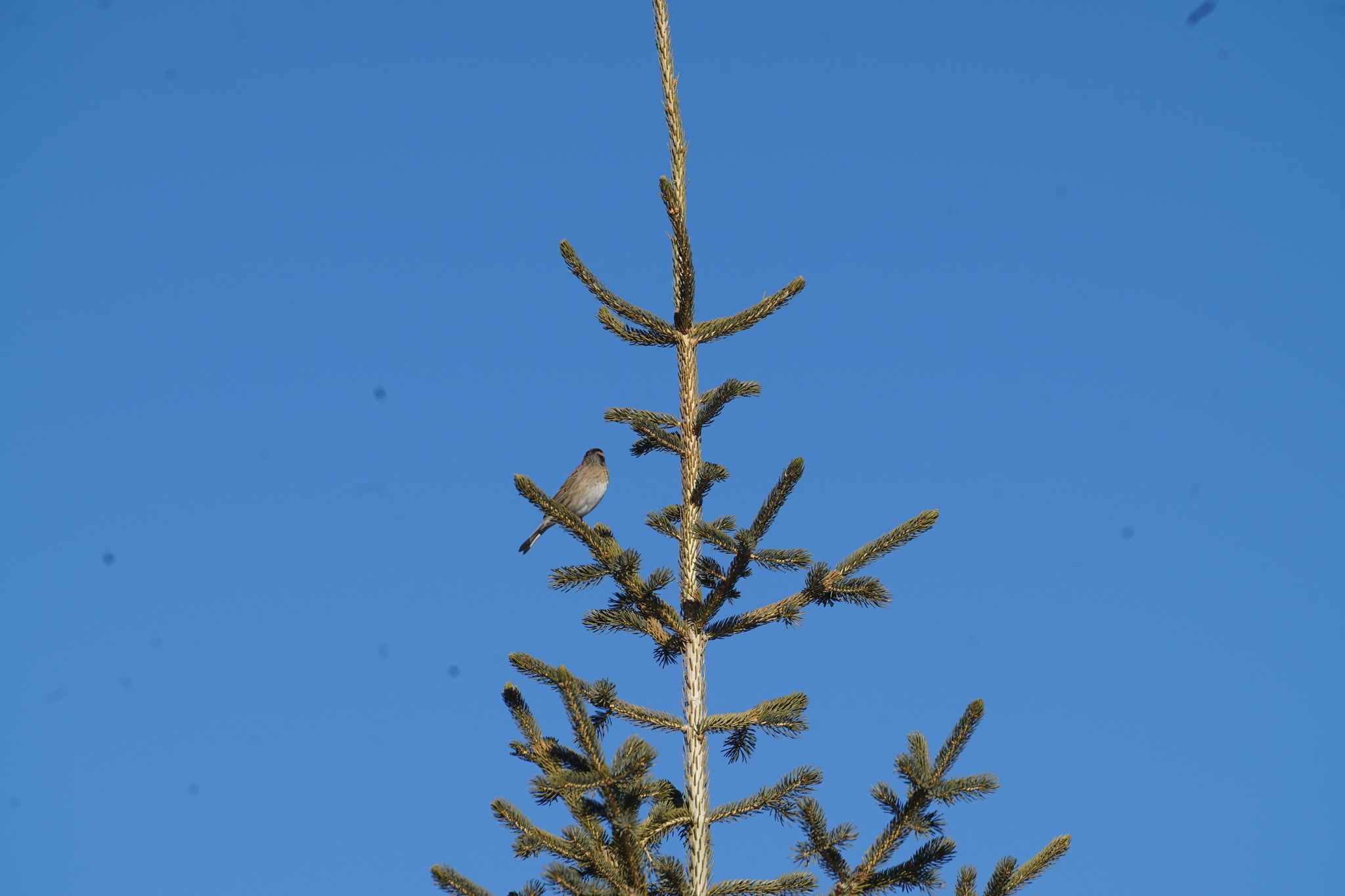 Black-throated Accentor