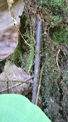 Anolis aequatorialis
