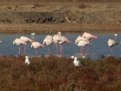 Phoenicopterus roseus