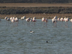 Phoenicopterus roseus