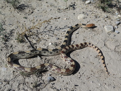 Pituophis deppei jani