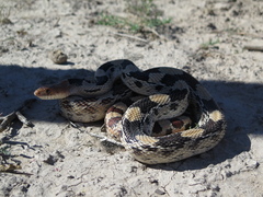 Pituophis deppei jani