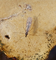 Trichocera bimacula