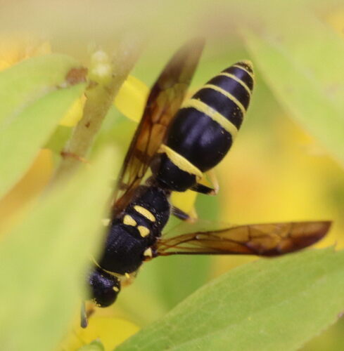 Bramble Mason Wasp photo 3